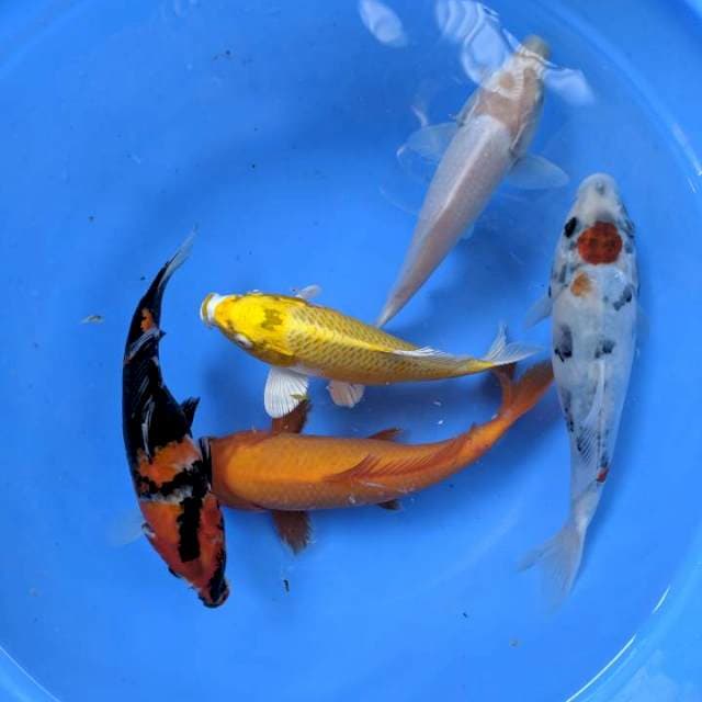 Mix 20cm - 25cm