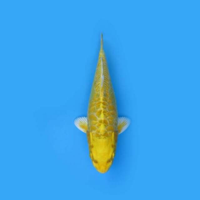 BKS ( ARAGOKE OGON 29 CM )