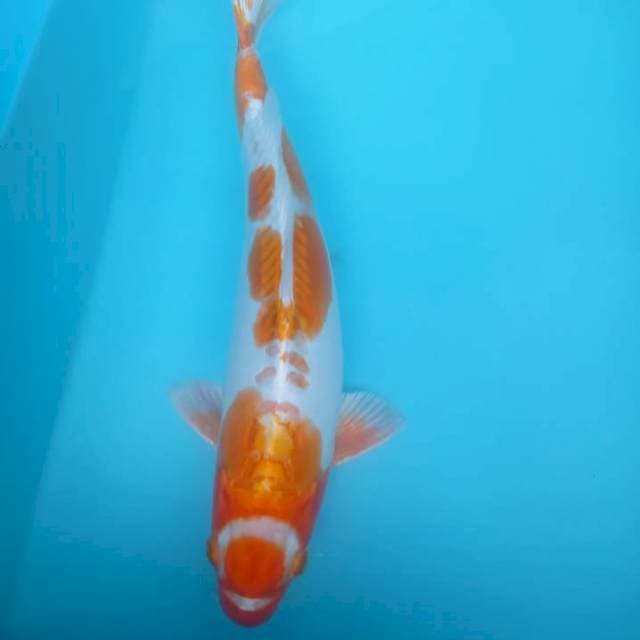 MARUTEN KUJAKU