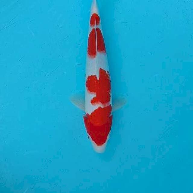 Kohaku super red 35cm