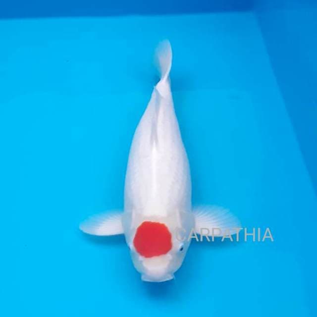 Tancho 52 cm