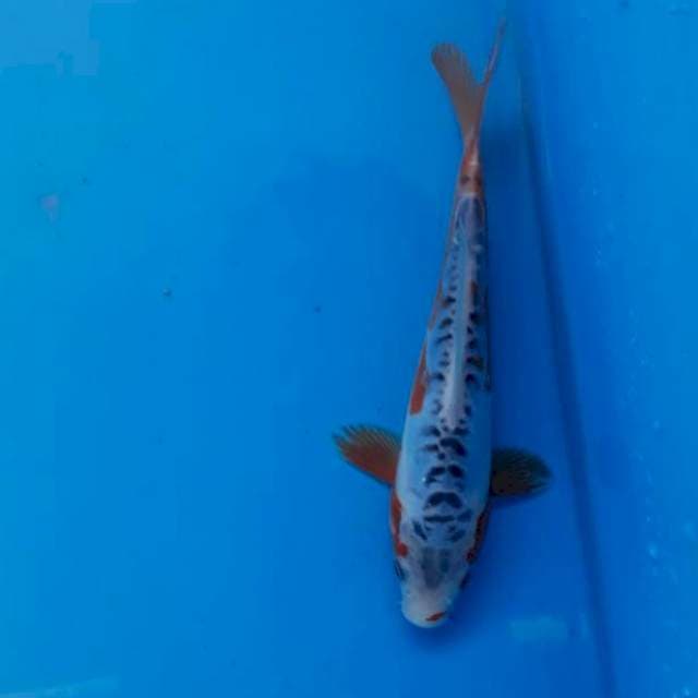 Sushui 18cm