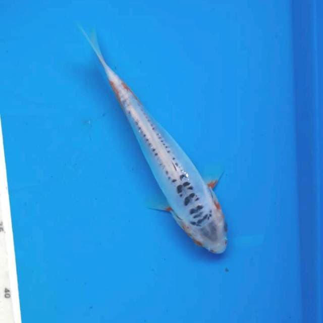 Sushui 18cm