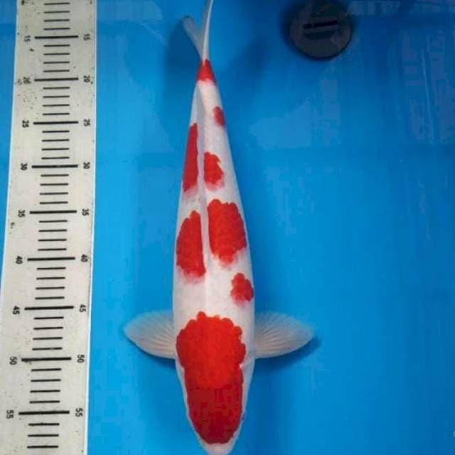 Kohaku 46cm Male