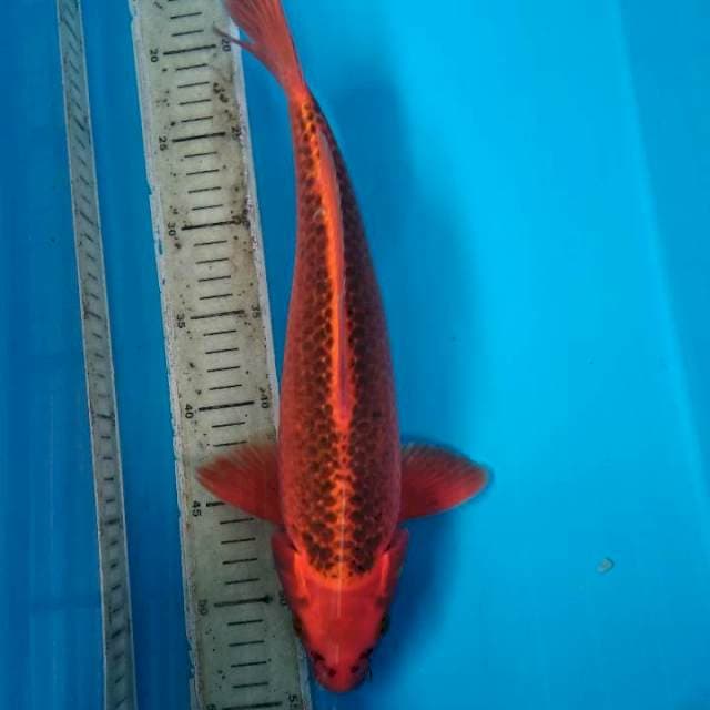 35cm male akamatsuba