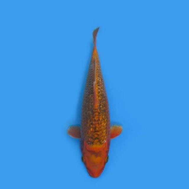 BKS ( ORENJI GINRIN 29 CM )