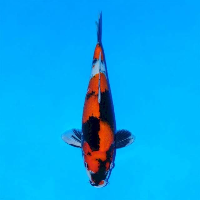 Showa sanshoku tategoi