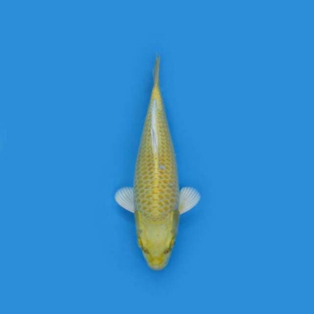 BKS ( OGON 30 CM )