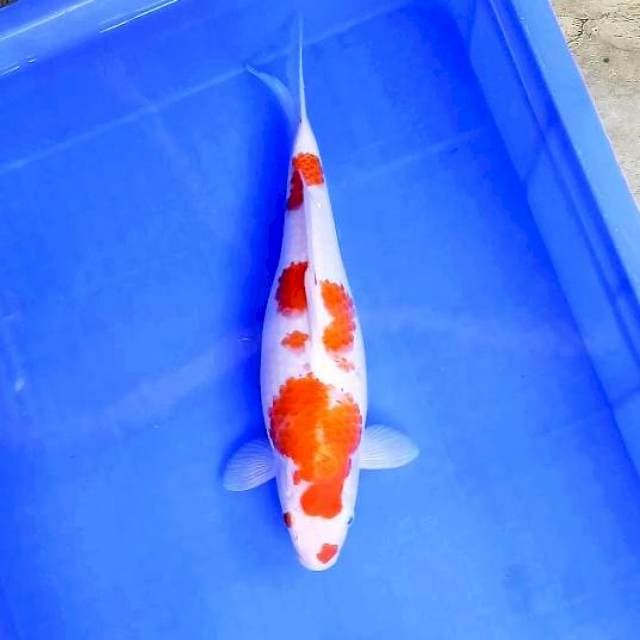 2. Kohaku Gendong Telor || 33 cm
