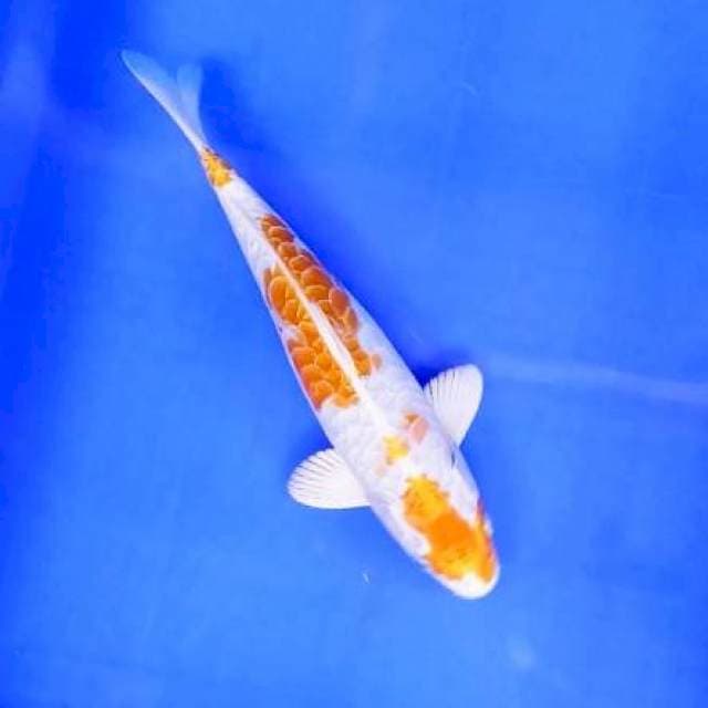 3. Hariwake Sisik Badak || 28 cm || Jantan