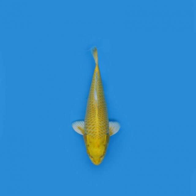 BKS ( OGON 29 CM )