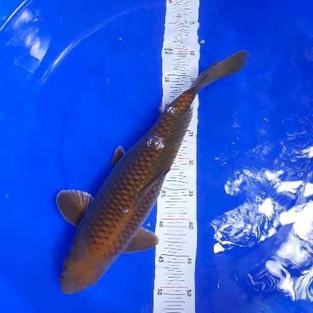 Chagoi Tembaga Jumbo