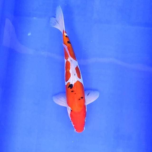 8. Sanke Doitsu || 32 cm || Jantan