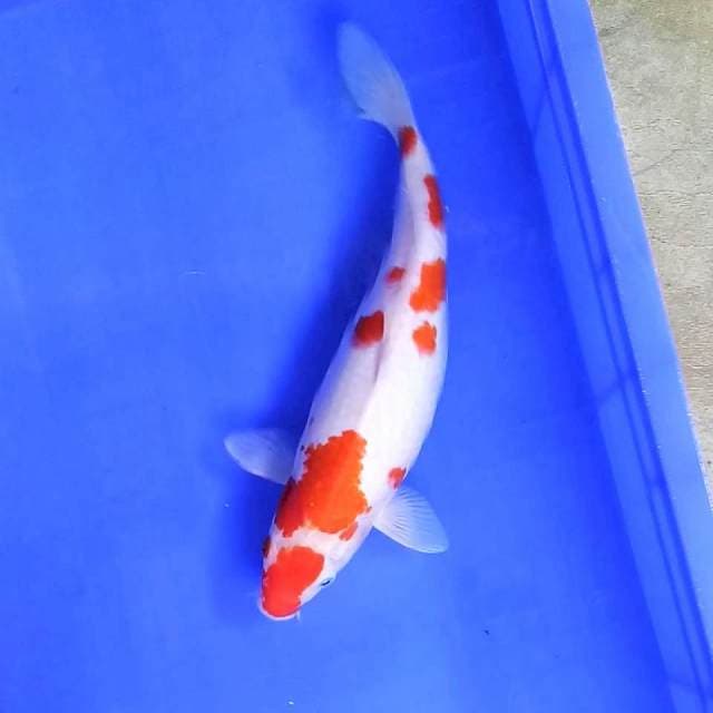 9. Kohaku || 32 cm