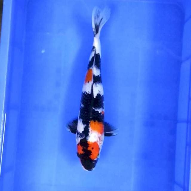10. Maruten Showa || 38 cm