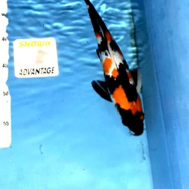 Showa sansoku 32cm jantan Mantap
