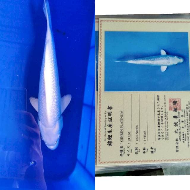 Platinum marusei serti