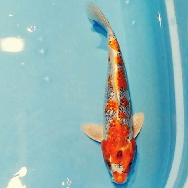 Kujaku ginrin 35cm