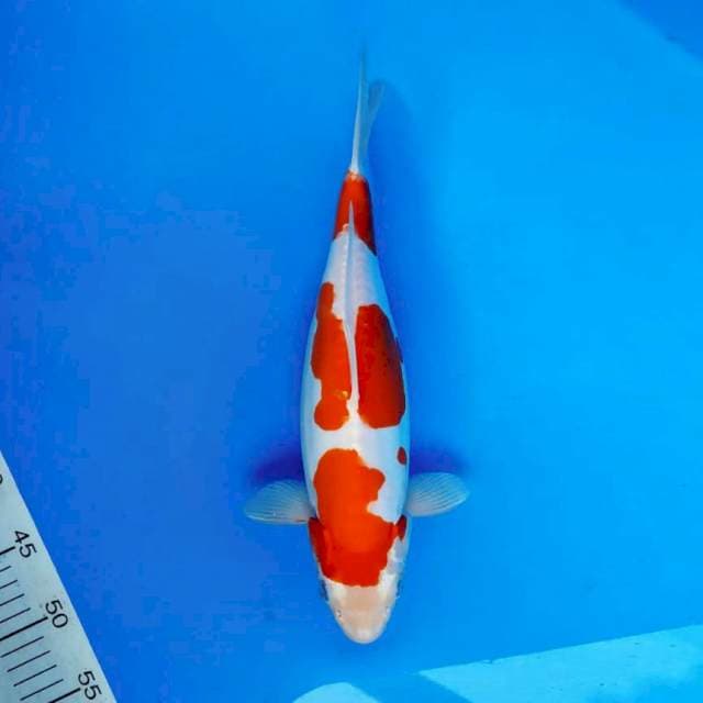HIDEKI 2 ~ KOHAKU DOITSU ®