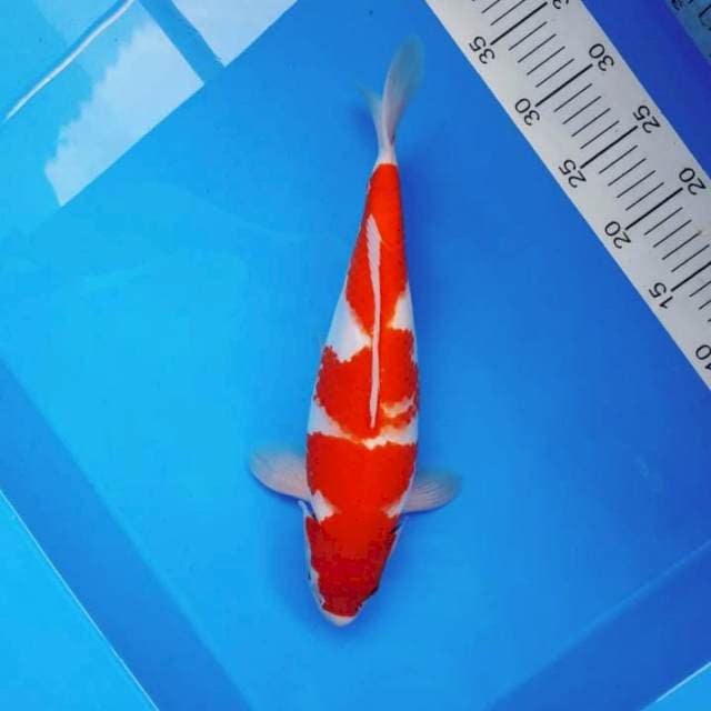 HIDEKI 7 - KOHAKU ®