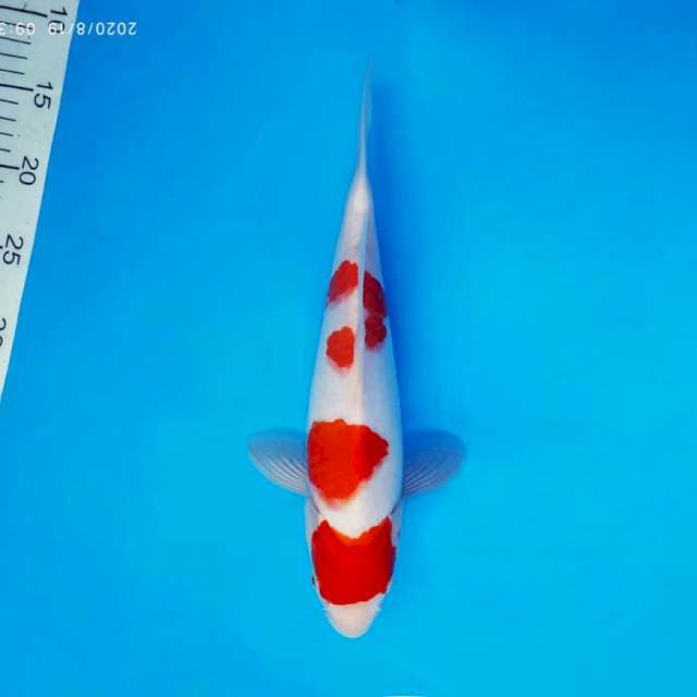 HIDEKI 9 - KOHAKU ®
