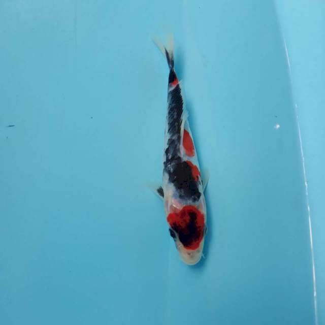 Maruten Showa doit murni 19cm