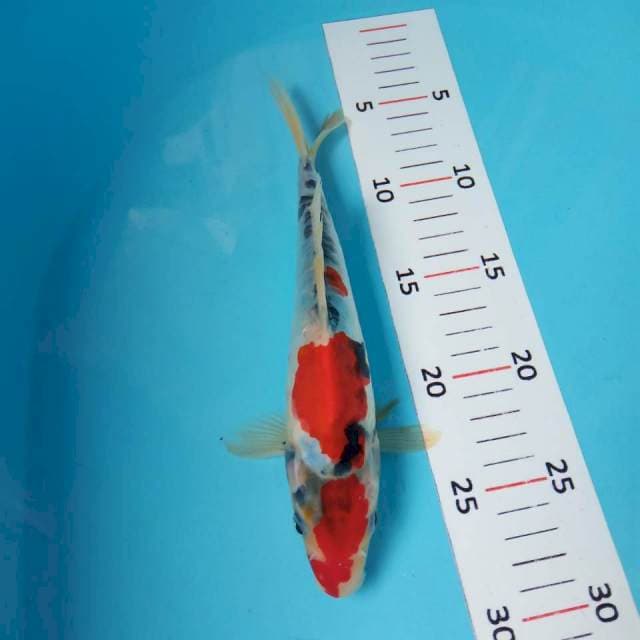 Showa doit murni 24cm (sirip sobek)
