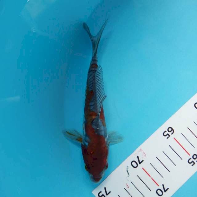 Ochiba aragoke 18cm