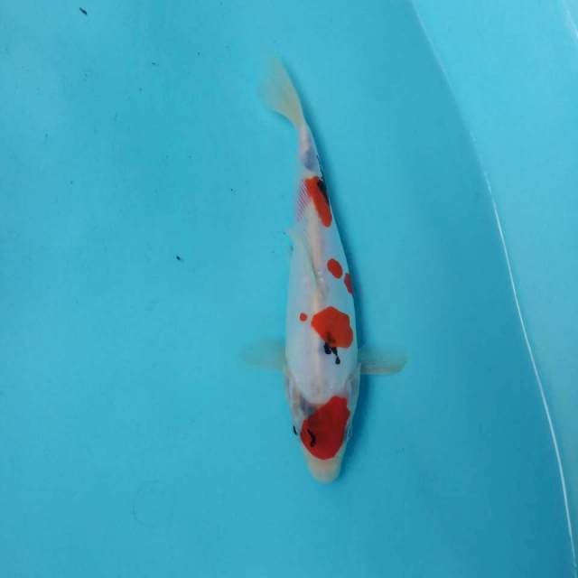 Showa doit murni tategoi 21cm