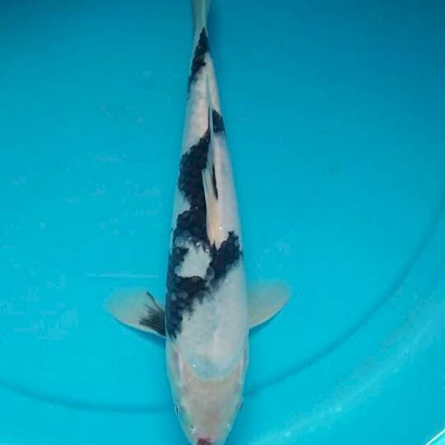 Shiro 25cm