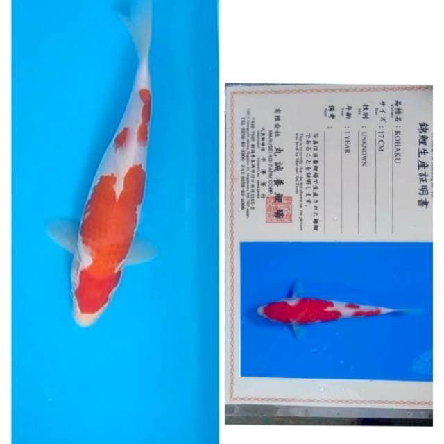 Kohaku Serti Marusei 25bu