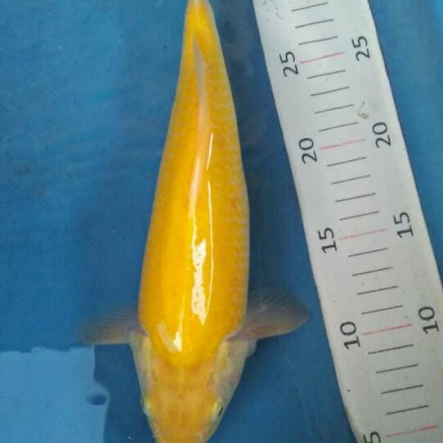karasi mata merah bulky