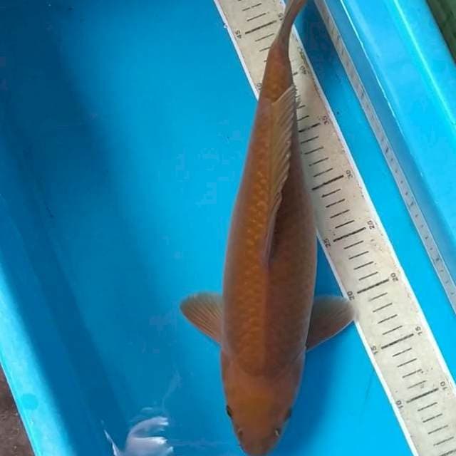 chagoi 02