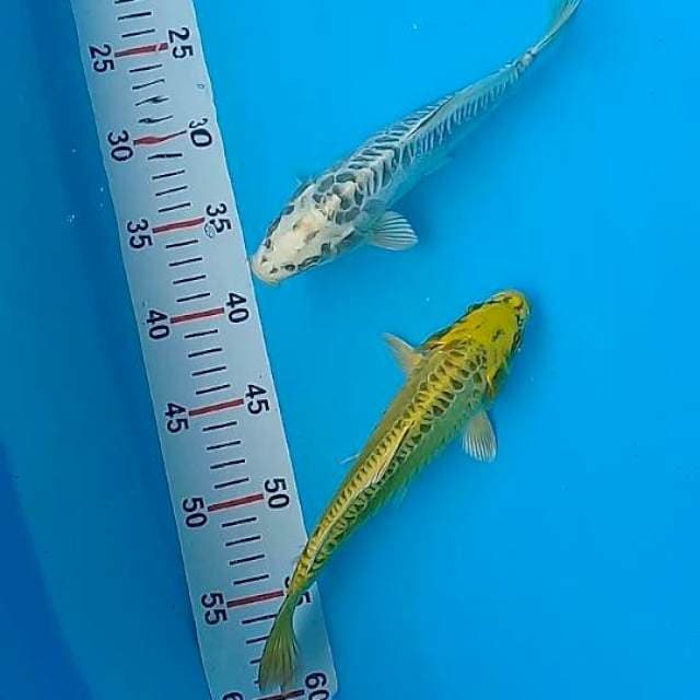 Antikan 25cm