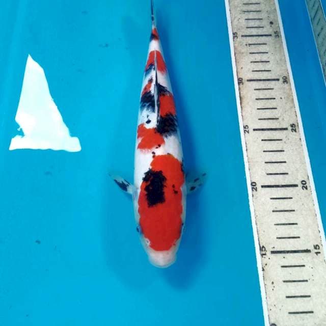 Sanke, 25 cm