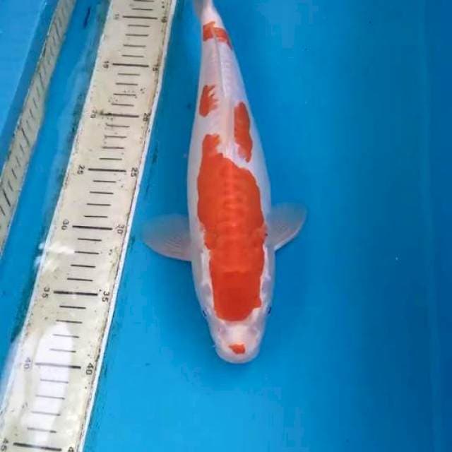 Kikusui 33cm