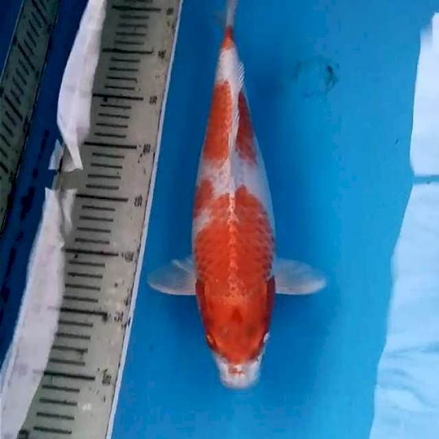 Sakura ogon 34cm