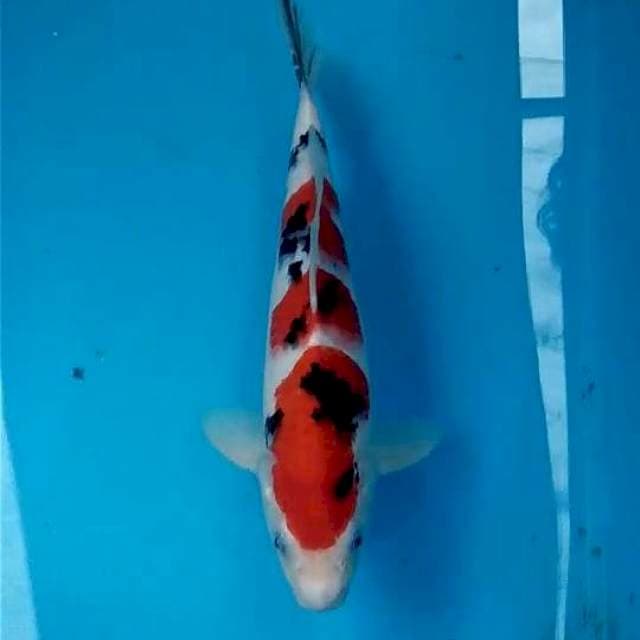 Sanke 30cm