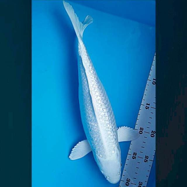 Platinum ginrin 34cm