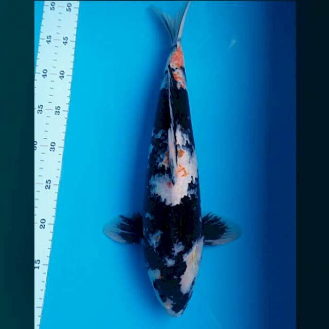 Showa strong F1 punuk 43cm male