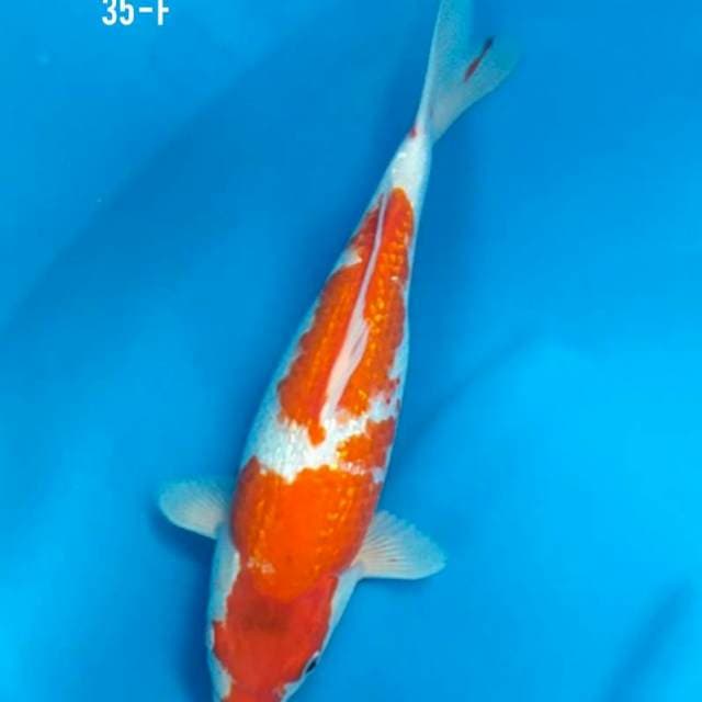 Kohaku Gindrin 35cm