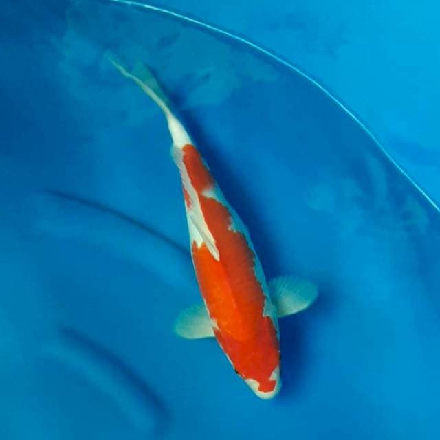 Kohaku 35 bulky