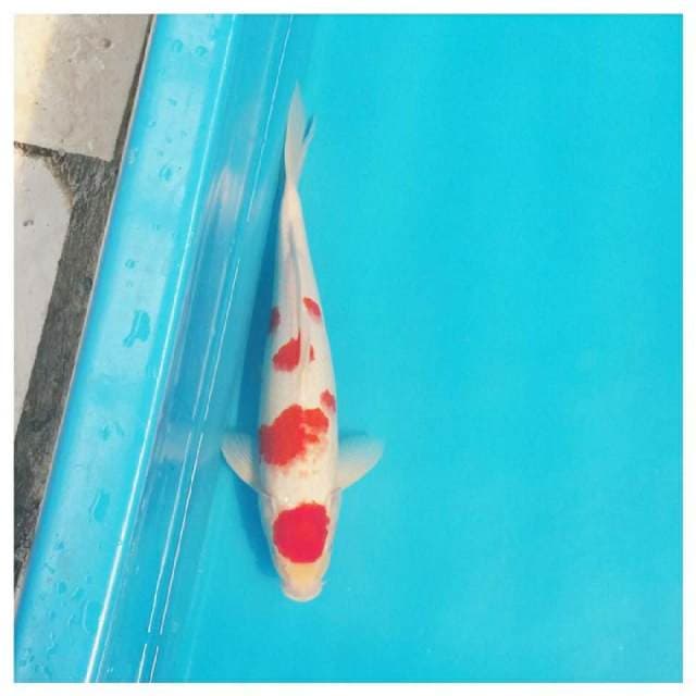 Original maruten kohaku 34cm bersih