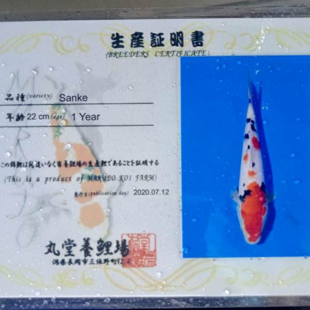 Sanke B marudo 22cm