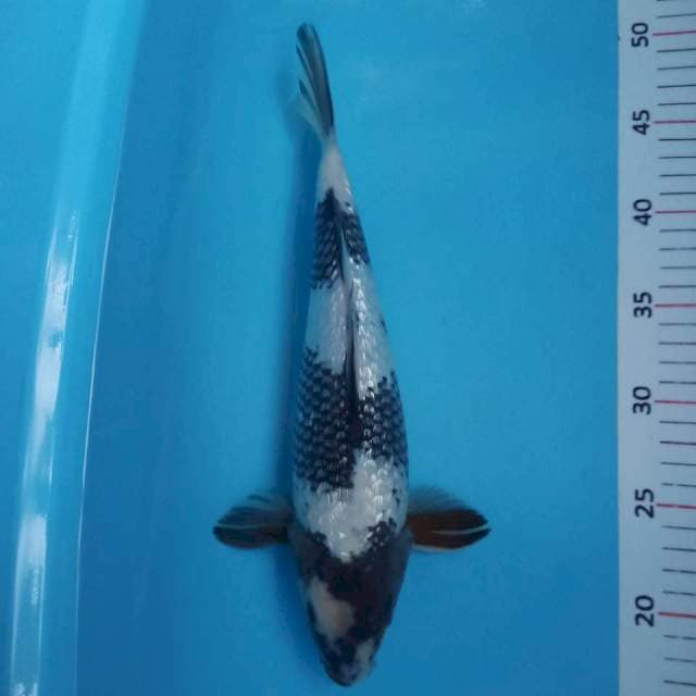 Shiro ginrin 33cm