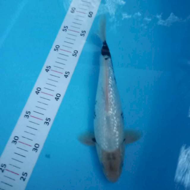 Shiro ginrin tategoi 31cm