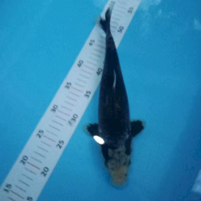 Antik siiiip 32cm