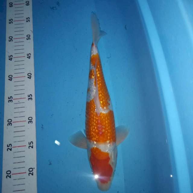 Kohaku ginrin 35cm (sirip sobek) bisa normal kembali