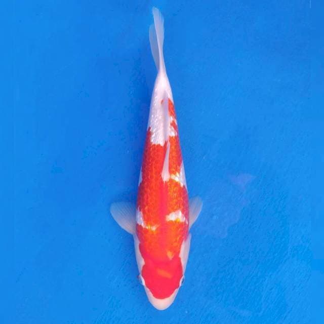 Okawa Kohaku Ginrin