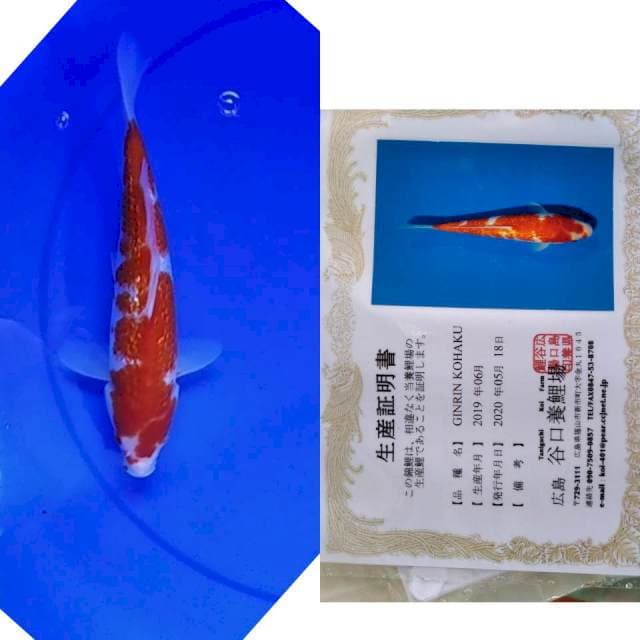 Kohaku G Taniguchi serti